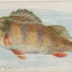 Is Yellow Perch A Panfish? (Know The Details!)