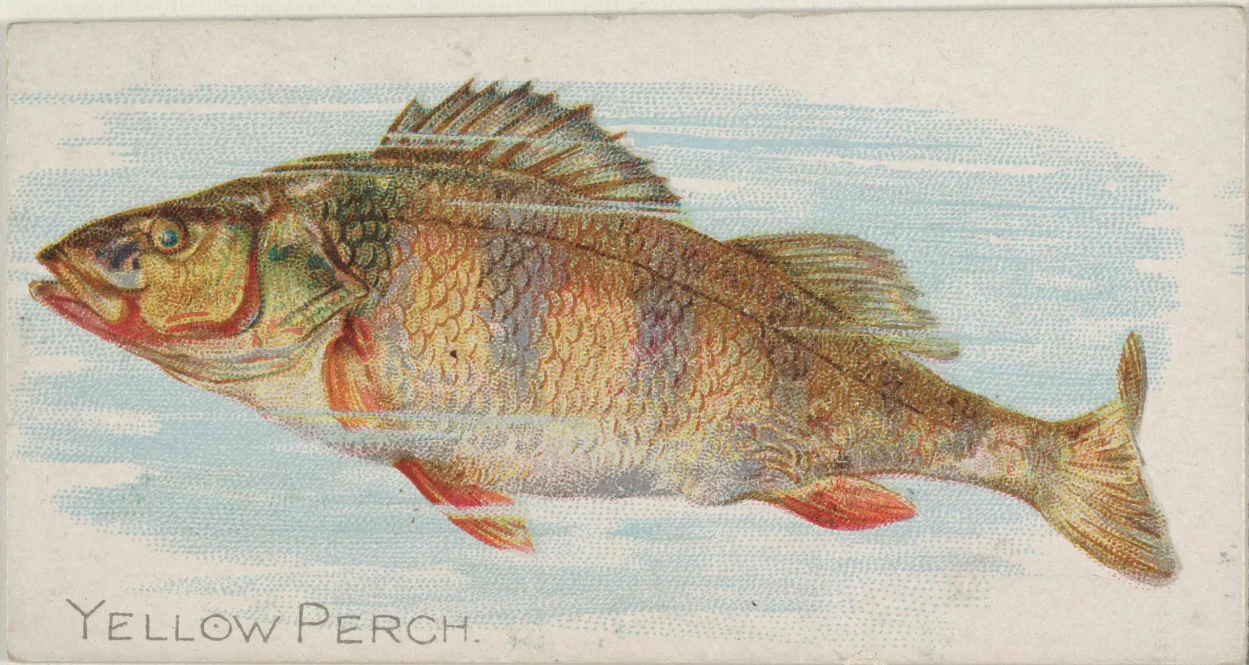 Yellow Perch, from the Fish from American Waters series (N8) for Allen & Ginter Cigarettes Brands