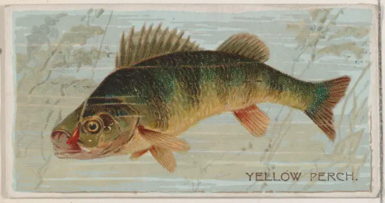 Yellow Perch, from the series Fishers and Fish (N74) for Duke brand cigarettes