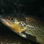 What Is The Heaviest Trout Ever Caught? (Here is The Answer!)