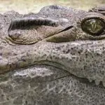 Hunting Alligators In Florida (Discover The Facts)