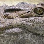 Hunting Alligators In Louisiana (Helpful Tips)