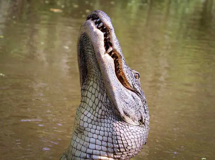  alligators