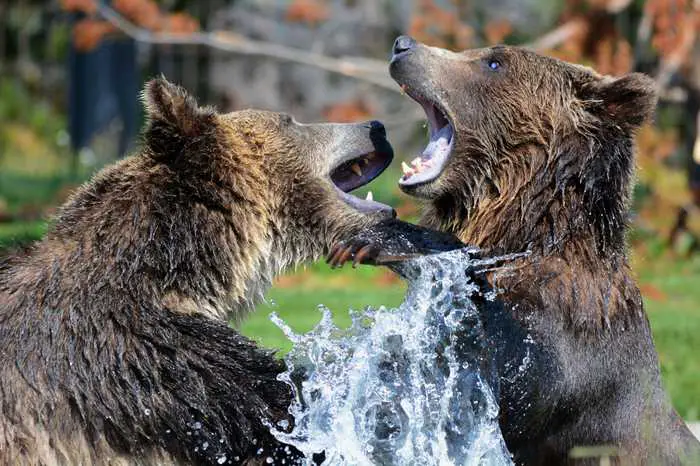  bears
