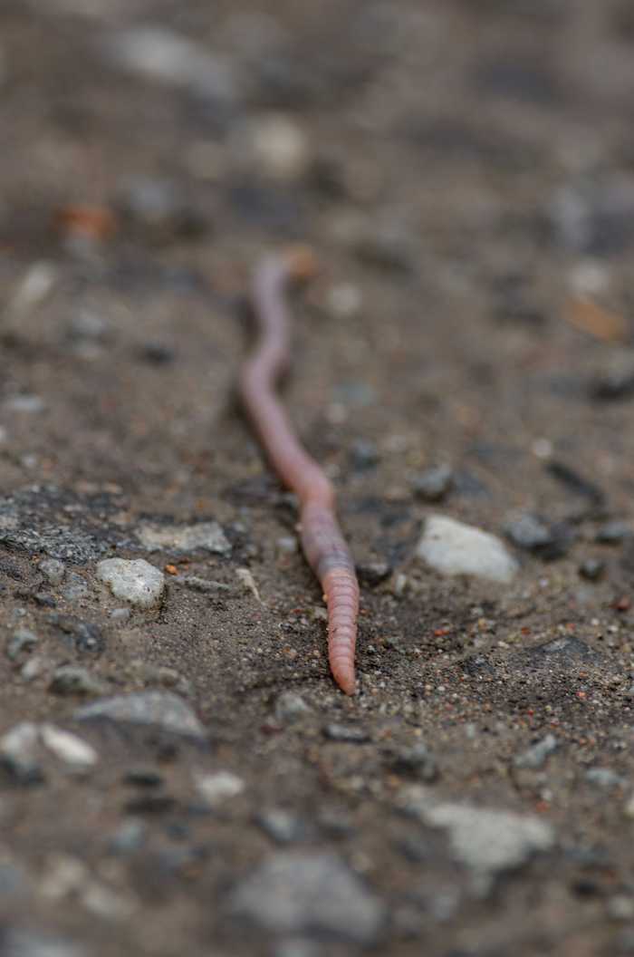  earthworm