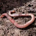 How Do You Rig An Earthworm? (Here’s What You Need To Know)