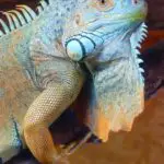 Hunting Iguanas In Puerto Rico (What You Should Know)