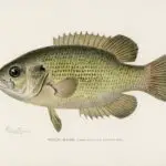 Is Rock Bass A Panfish? (Discover Everything You Need To Know)