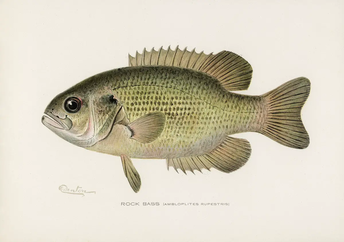 Rock Bass (Ambloplites Rupestris) illustrated by Sherman F. Denton (1856-1937) from Game Birds and Fishes of North America. Digitally enhanced from our own 1913 Portfolio Edition of the book.
