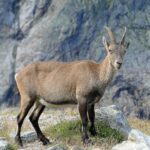 photograph of an ibex with long horns