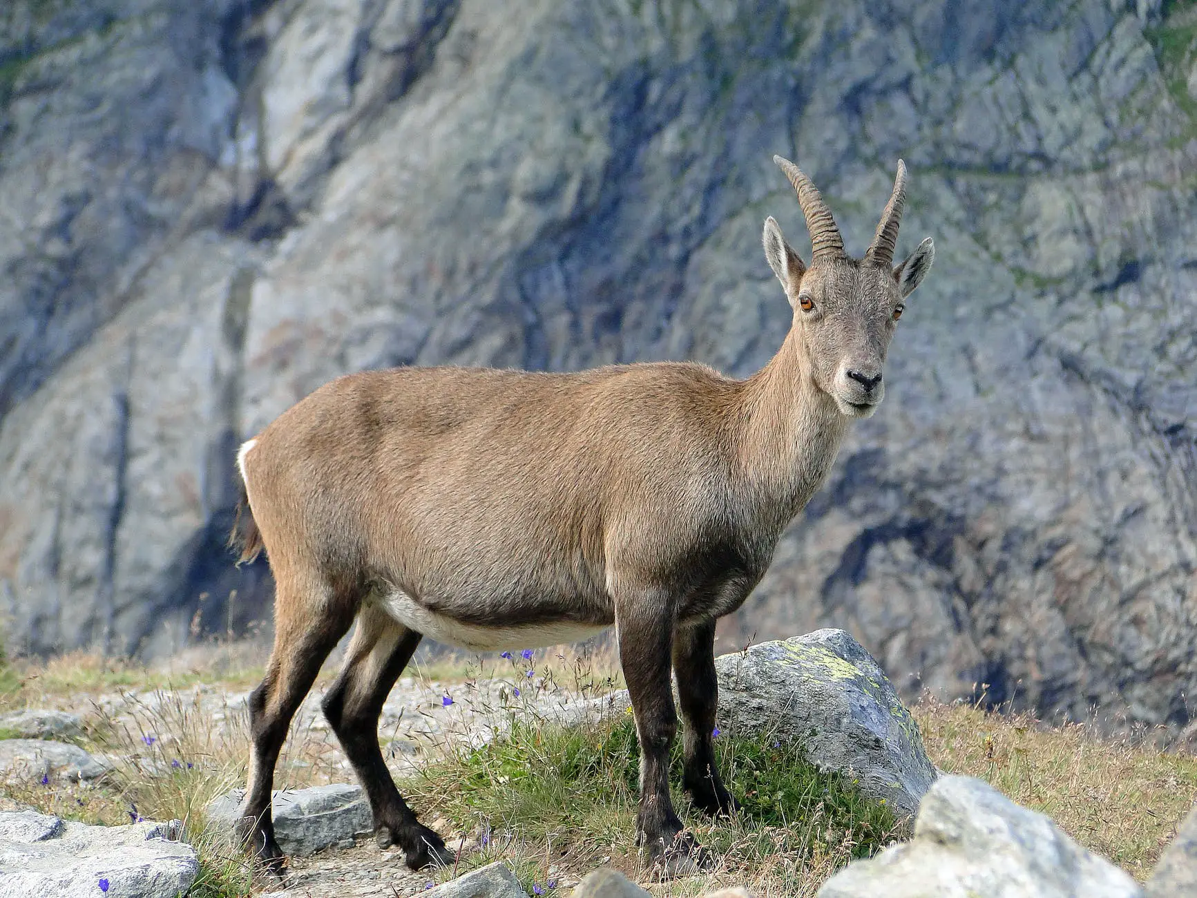 photograph of an ibex with long horns