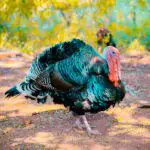 Hunting Turkeys In The Afternoon (What You Should Know!)