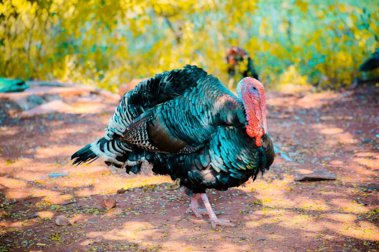 two black turkeys