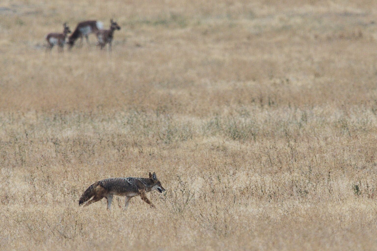 Hunting Coyotes In Ohio (Explained) – Goenthusiast