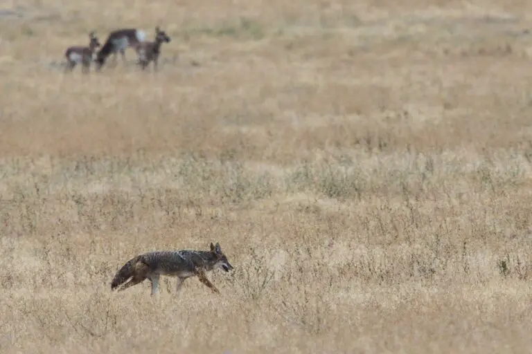 Hunting Coyotes In Ohio Explained Goenthusiast hunting-coyotes-in-ohio-explained-goenthusiast