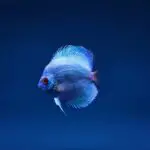 close up photo of blue discus fish