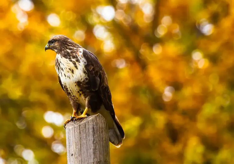 close up of eagle perching on outdoors