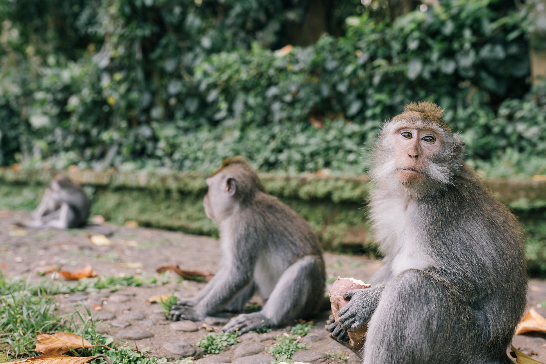 Baboons