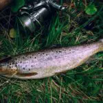 Are Trout Bottom Feeders? (Explained)
