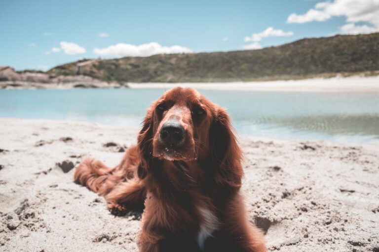 cute irish setter on shore