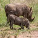 warthogs grazing in the savanna