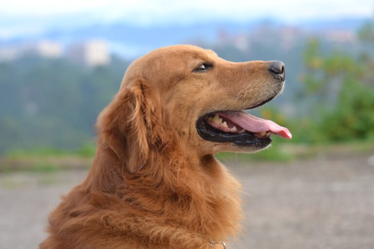 shallow focus photography of a golden retriever