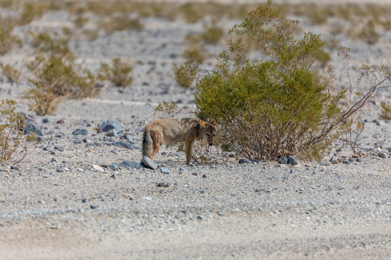 Hunting Coyotes In California (Helpful Tips) Goenthusiast Hunting Coyotes In California (Helpful Tips) Goenthusiast