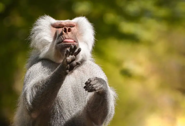 a baboon in close up photography