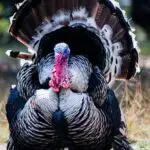 Hunting Turkeys In The Evening (Explained)