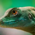 Hunting Iguanas In Florida (Helpful Tips)