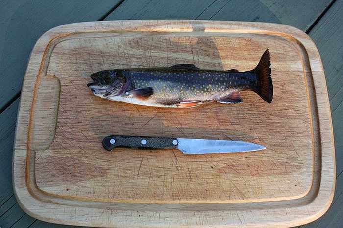 What Is Considered A Big Rainbow Trout?