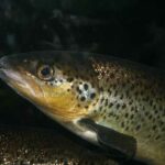 Are Trout Cannibals? (Read This First)