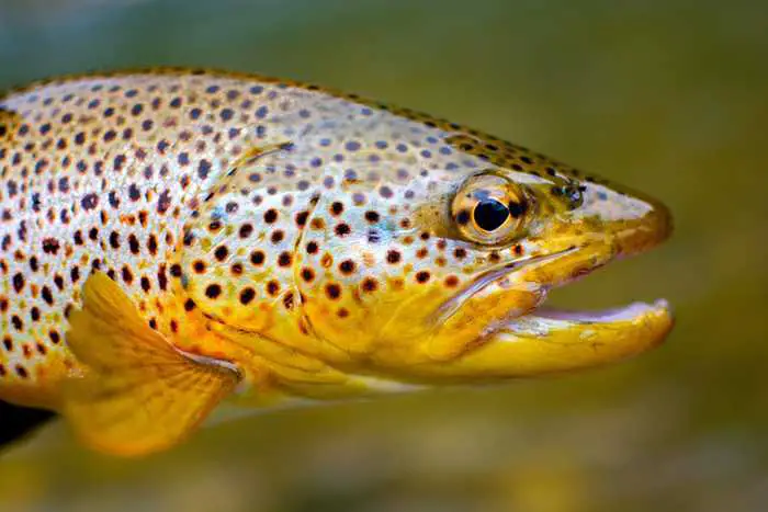 Are Trout Top Or Bottom Feeders?