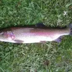 What Pound Line To Use For Trout Fishing? (Must Read!)