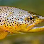 What Is Considered A Gator Trout? (Discover The Facts)