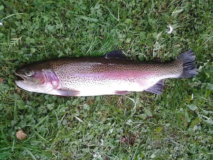  trout