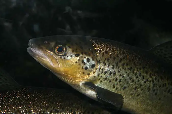 Are Trout Active At Night?