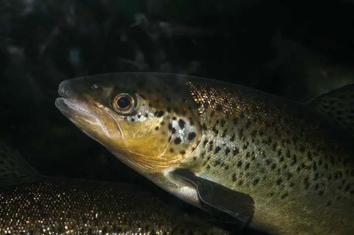 Do You Fish Up Or Downstream For Trout? (Discover Everything You Need To Know)