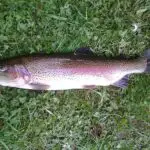 Are Earthworms Good Bait For Trout? (Discover The Facts)
