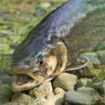 What Makes A Good Trout Stream? (Must Read!)