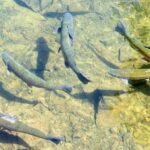 Do Trout Go Deeper In Cold Weather? (Must Read!)
