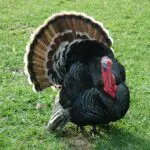 Hunting Turkey In California (Here is The Answer!)