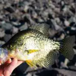 Do Crappies Eat Corn? (Read This First)