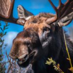 Alaskan Moose Hunting