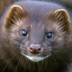 American mink caught in trap