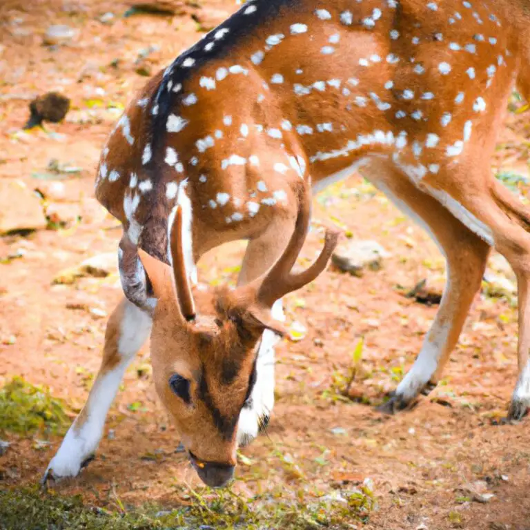 Axis deer hunting image in Florida.