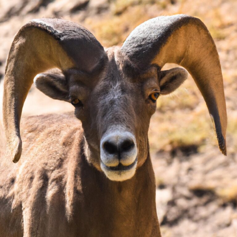 Bighorn Sheep - Majestic Wilderness