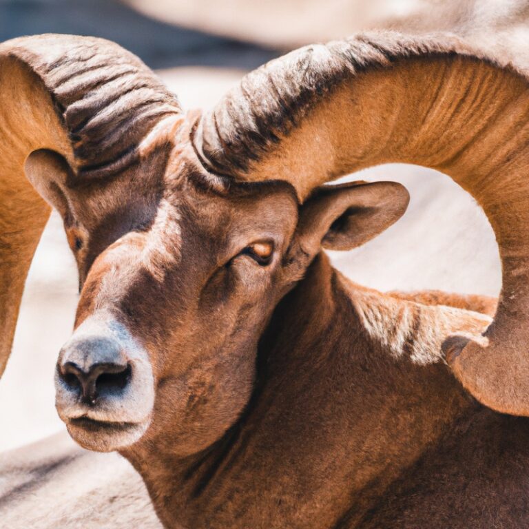 Bighorn Sheep Silhouette