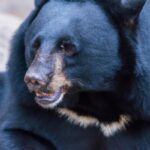 Black bear in forest.