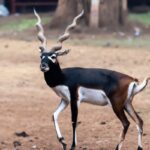 Blackbuck antelope in Florida